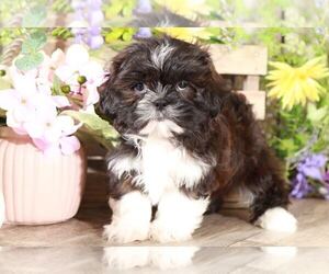 Shih Tzu Puppy for sale in MOUNT VERNON, OH, USA