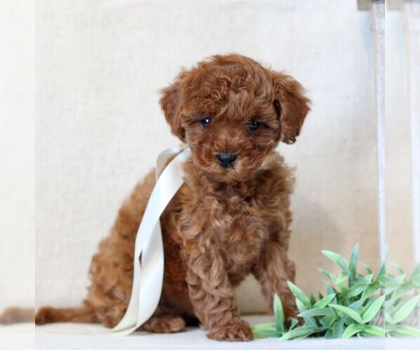 Medium Photo #4 Cavapoo Puppy For Sale in NEWMANSTOWN, PA, USA