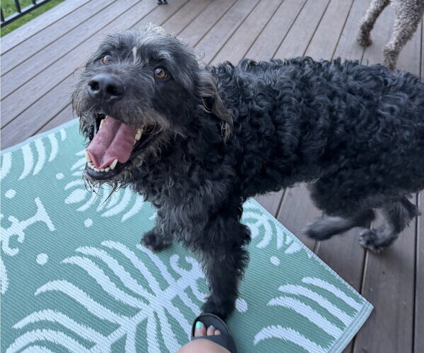 Medium Photo #2 Poodle (Standard)-Unknown Mix Puppy For Sale in Sandy, UT, USA