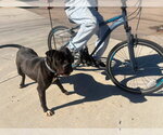 Small #19 American Staffordshire Terrier-Boxer Mix