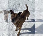 Small Boxer-Mountain Cur Mix