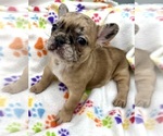 Small Photo #4 French Bulldog Puppy For Sale in MANKATO, MN, USA
