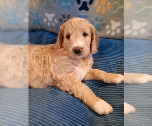 Goldendoodle Puppy for sale in MONTELLO, WI, USA