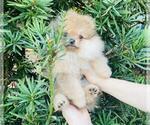 Puppy 3 Pomeranian