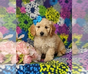 Goldendoodle (Miniature) Puppy for sale in QUARRYVILLE, PA, USA