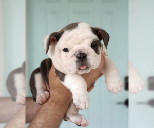 English Bulldog Puppy for Sale in MILTON, Florida USA