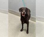 Small Basset Hound-Chihuahua Mix