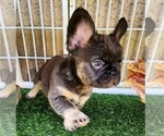 Small #8 French Bulldog