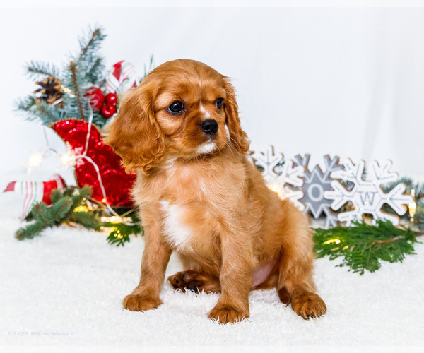 Medium Photo #19 Cavalier King Charles Spaniel Puppy For Sale in WAKARUSA, IN, USA