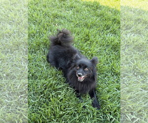 Pomeranian Dogs for adoption in Menifee, CA, USA
