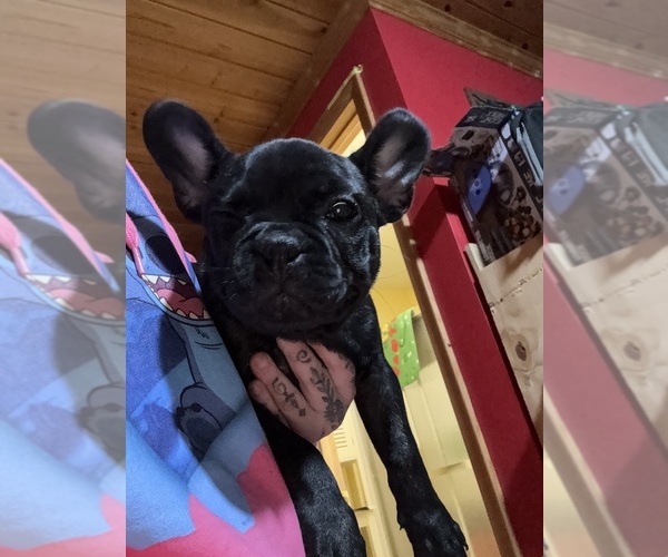 Medium Photo #26 Boston Terrier Puppy For Sale in ROUND LAKE, IL, USA