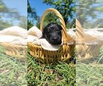 Small Photo #32 Aussiedoodle Puppy For Sale in CONWAY, SC, USA