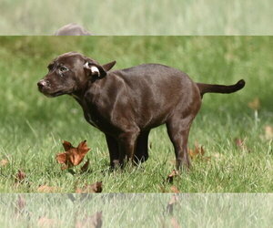Chocolate Labrador retriever-Pointer Mix Dogs for adoption in Mechanicsburg, PA, USA