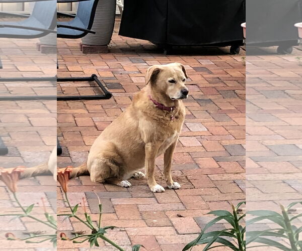 Medium Photo #2 Golden Retriever-Unknown Mix Puppy For Sale in Doylestown, PA, USA