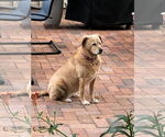 Small #1 Golden Retriever Mix