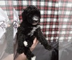Small Photo #2 Whoodle (Miniature) Puppy For Sale in KATY, TX, USA