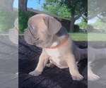 Small Photo #4 French Bulldog Puppy For Sale in CEDAR HILL, TX, USA