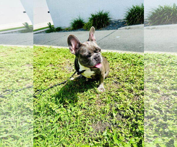 Medium Photo #1 French Bulldog Puppy For Sale in Sanford, FL, USA