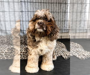 Cockapoo (Miniature) Dogs for adoption in Sanford, FL, USA