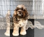 Small Cockapoo (Miniature)