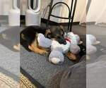 Small #39 German Shepherd Dog