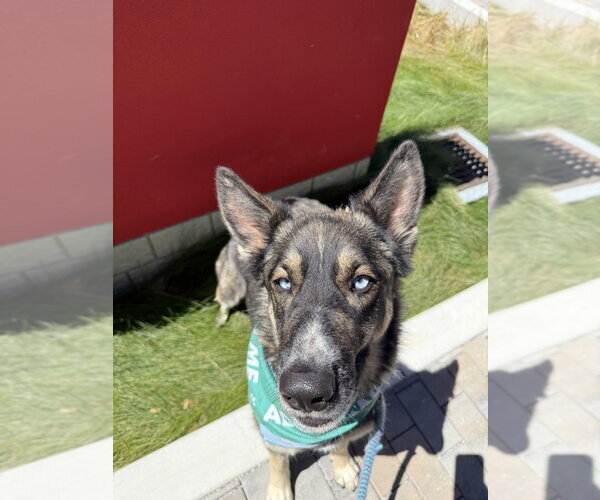 Medium Photo #9 German Shepherd Dog Puppy For Sale in Salinas, CA, USA