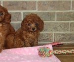 Small Cavapoo