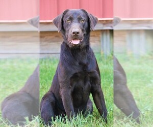 Labrador Retriever Puppy for sale in SYRACUSE, IN, USA