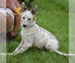 Small #2 Australian Shepherd