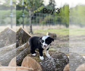 Border Collie Puppy for sale in EAGLE CREEK, OR, USA
