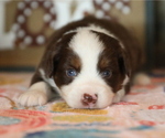 Small Photo #2 Miniature Australian Shepherd Puppy For Sale in WESTFIELD, MA, USA