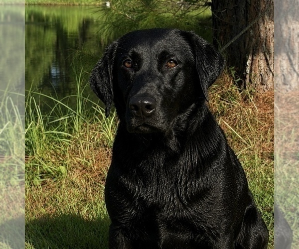 Medium Photo #1 Labrador Retriever Puppy For Sale in GASTON, NC, USA