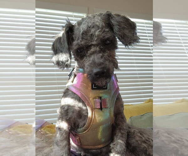 Medium Photo #2 Poodle (Toy)-Unknown Mix Puppy For Sale in Greenville, SC, USA