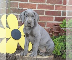 Great Dane Puppy for sale in BROGUE, PA, USA