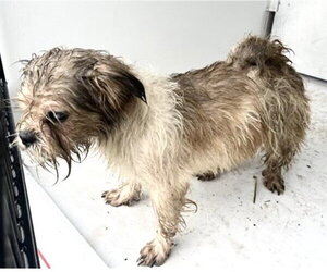 Cairn Terrier-Unknown Mix Dogs for adoption in Houston, TX, USA
