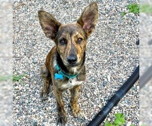 Mutt Dogs for adoption in Fargo, ND, USA