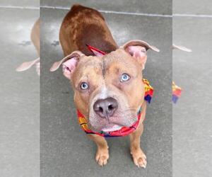 Mutt Dogs for adoption in Tulsa, OK, USA
