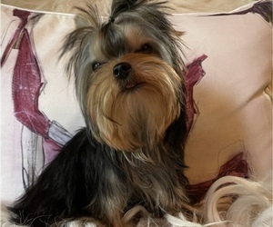 Yorkshire Terrier Puppy for sale in ROANOKE, VA, USA