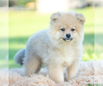 Puppy Franklin AKC Pomeranian