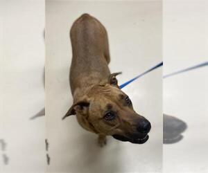 Shepradors Dogs for adoption in Center Township, PA, USA
