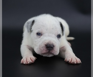 American Bully Puppy for sale in CHAMPAIGN, IL, USA