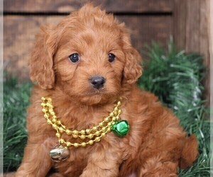 Cavapoo Puppy for sale in JONES, MI, USA