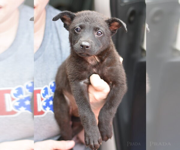 Medium Photo #3 Dachshund-Unknown Mix Puppy For Sale in The Woodlands, TX, USA