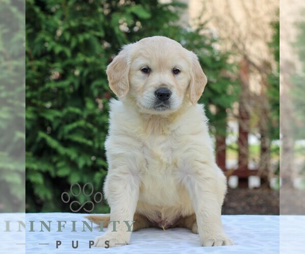 Medium Photo #1 Golden Retriever Puppy For Sale in MANHEIM, PA, USA