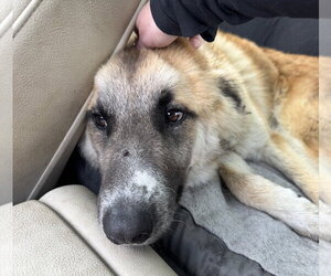 Biscuit (Chip) - Male Anatolian Shepherd-Unknown Mix Dog for Adoption - Photo #9