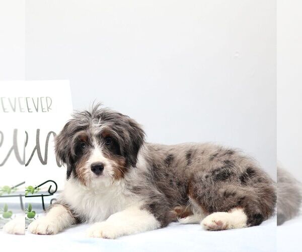 Medium Photo #3 Bernedoodle (Miniature) Puppy For Sale in LIVINGSTON, WI, USA