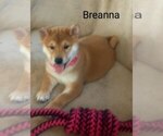 Puppy Breanna Shiba Inu