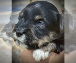 Puppy Asher Schnauzer (Miniature)