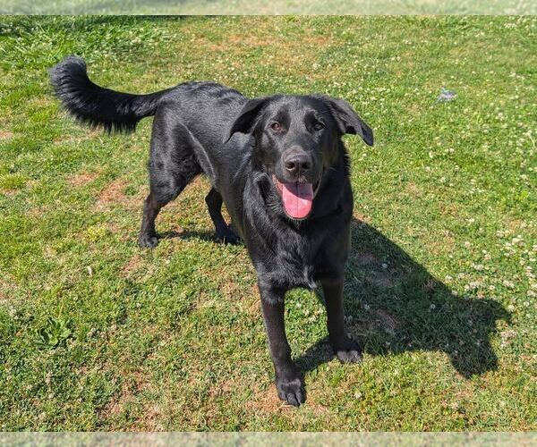 Medium Photo #1 Labrador Retriever-Unknown Mix Puppy For Sale in Clovis, CA, USA