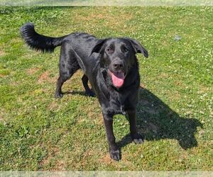 Labrador Retriever-Unknown Mix Dogs for adoption in Clovis, CA, USA